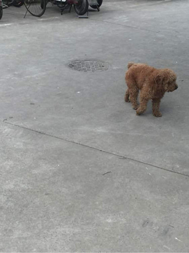 泰迪苦等主人五天 眼神迷茫望着每一位路人