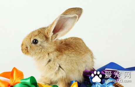 空怀母兔的饲养管理 哺乳母兔的饲养管理
