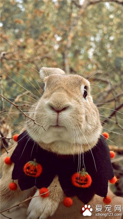 兔星人，来自万圣节的兔子。