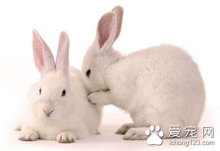 母兔子不喂小兔子怎么办 可采用人工帮助