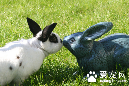 母兔流产是怎么回事 导致母兔流产的15大原因