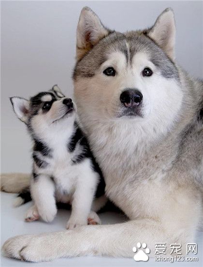 汪星人，爸比，我们去哪里呀？