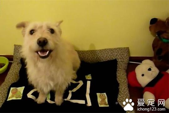 被驱赶的流浪狗对人充满戒心 还会主动翻肚子