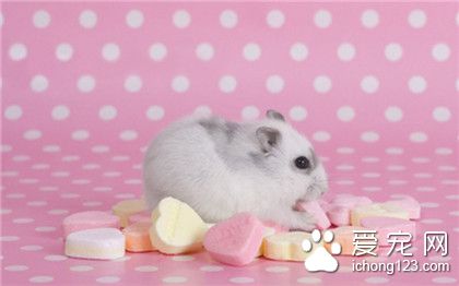 萌萌的鼠星人！