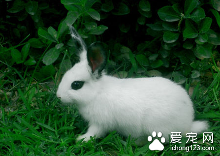 怎样管理母兔 详解如何管理好产仔兔子