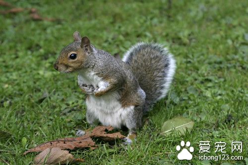 怎么训练松鼠大小便 训练松鼠大小便注意事项