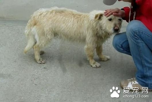 被驱赶的流浪狗对人充满戒心 还会主动翻肚子