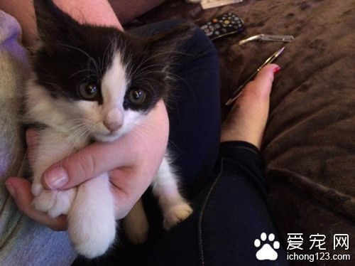 流浪猫赖在门外坚持不走 一定要求进屋被收养