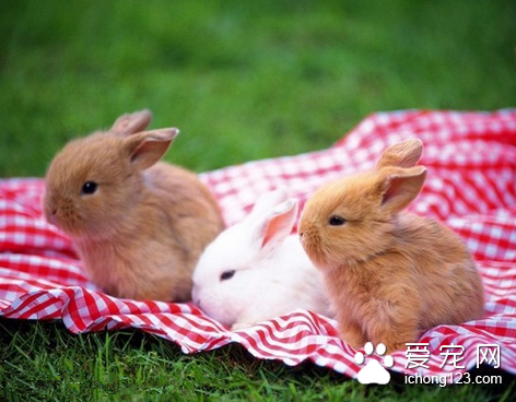 如何给母兔催情 秋季是兔繁殖的黄金季节