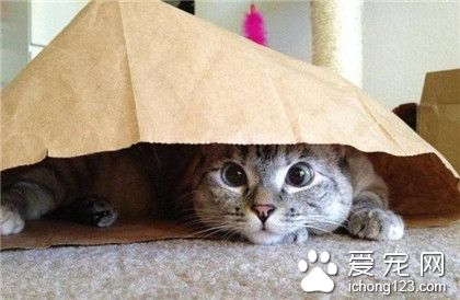 喵星人，呀，被发现了！