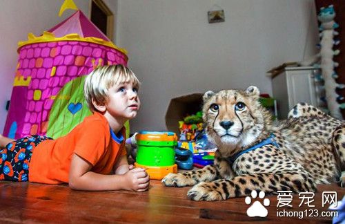 南非小兄妹与猎豹幼崽一同生活 结下不解之缘