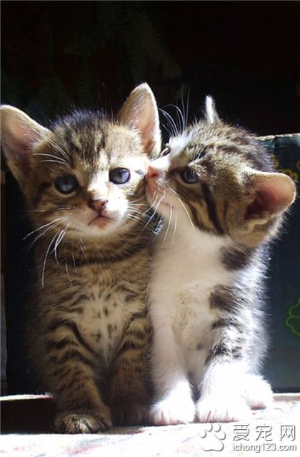 喵星人，呐，偷偷告诉你一个秘密哦。。。