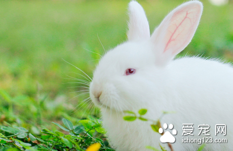 怎样提高仔兔成活率 提高仔兔成活率的十项措施