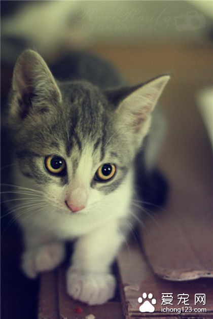 喵星人，给我小鱼干，我就和你走。