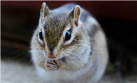魔王松鼠饲养 饲养松鼠必须注意的问题