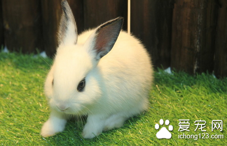 兔子感冒了怎么办 治疗感冒的6个小方法