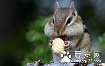 松鼠中暑怎么办 松鼠中暑需要注意的事项