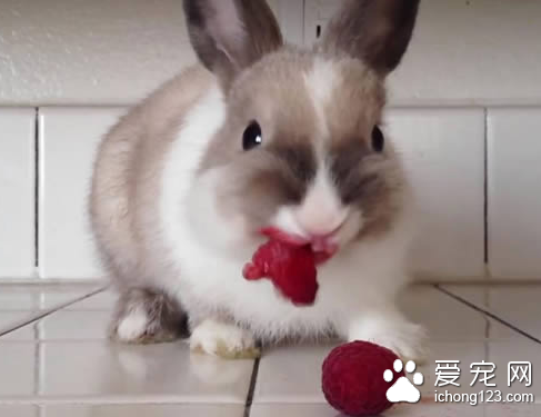 怎样看兔子是否怀孕 3种方法确定是否怀孕