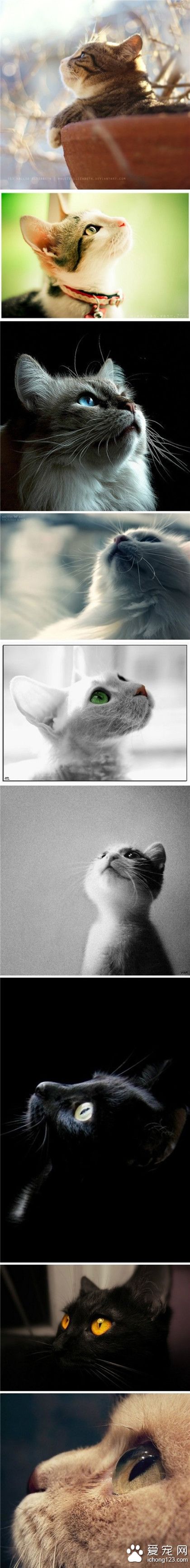 喵星人，45°仰望天空。