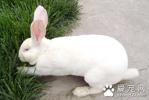 仔兔休克了怎么办 幼兔出现休克4个处理方法