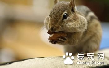 松鼠尿道炎怎么治疗 松鼠尿道炎需要注意事项