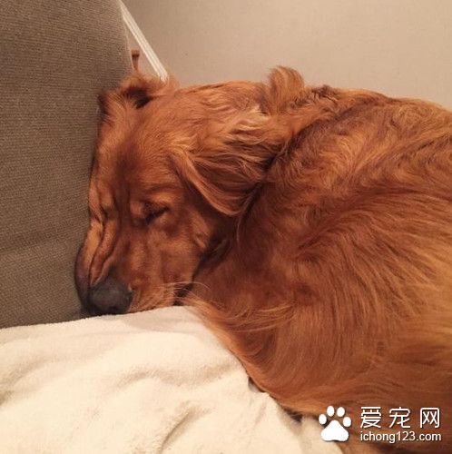 金毛有怪癖走哪里都叼着毯子 原因也是蛮搞笑