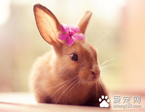母兔不配合交配怎么办 推荐5种配种方法