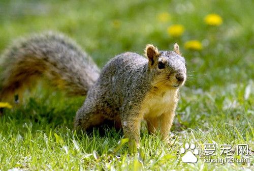 松鼠缺钙怎么办 松鼠维生素C缺乏主要症状