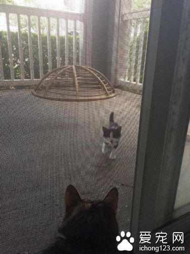 流浪猫赖在门外坚持不走 一定要求进屋被收养