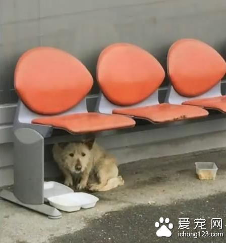 被驱赶的流浪狗对人充满戒心 还会主动翻肚子