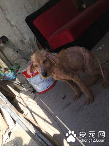 流浪金毛得皮肤病毛掉光  绝望而迷茫让人心碎