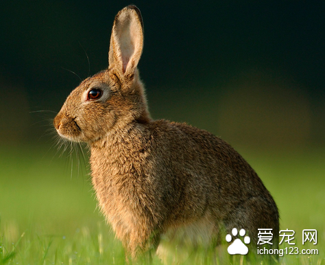 母兔配种最佳什么时候 兔子初春配种最好