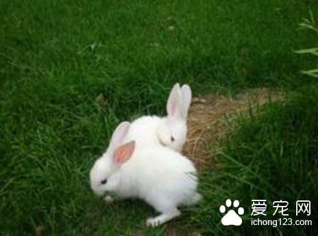 夏天兔子怎么养 夏季应暂停兔子配种繁殖