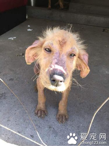 流浪金毛得皮肤病毛掉光  绝望而迷茫让人心碎