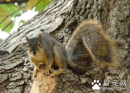 松鼠骨折了怎么办 松鼠骨折需要注意事项