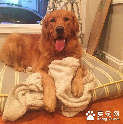 金毛有怪癖走哪里都叼着毯子 原因也是蛮搞笑
