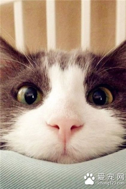 喵星人，本喵长的可对称了！