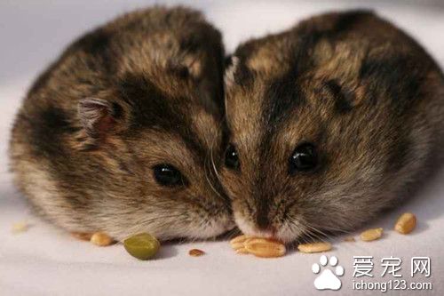 仓鼠咬伤怎么办 仓鼠外伤的防治需要注意事项