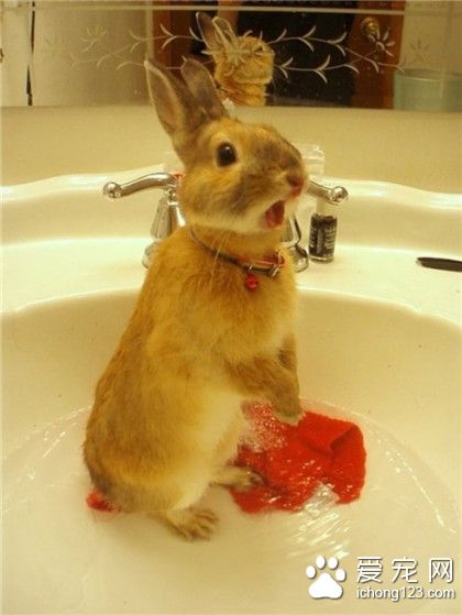 兔星人，洗白白么？