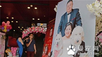 上海爱狗人士办宠物主题婚礼 新娘牵狗狗走红毯