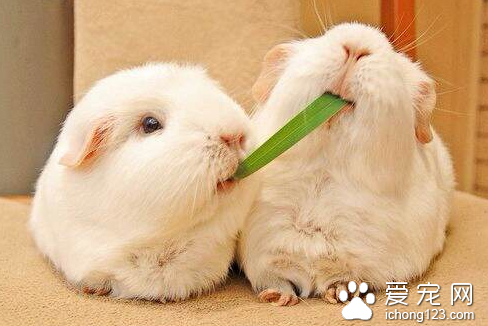 兔子水疱性口腔炎怎么办 4种常见防治措施