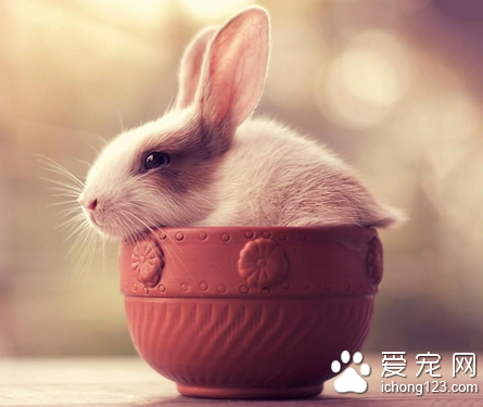 兔子支气管炎怎么办 保持兔舍干燥卫生