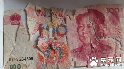 狗狗咬碎百元钞票 汪星人：谁让你不给我买肉吃