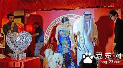 上海爱狗人士办宠物主题婚礼 新娘牵狗狗走红毯