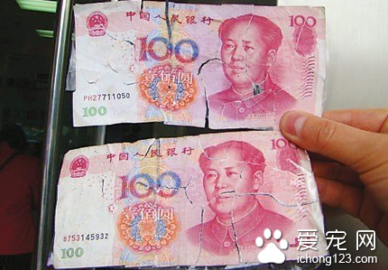 狗狗咬碎百元钞票 汪星人：谁让你不给我买肉吃