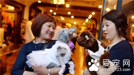 上海爱狗人士办宠物主题婚礼 新娘牵狗狗走红毯