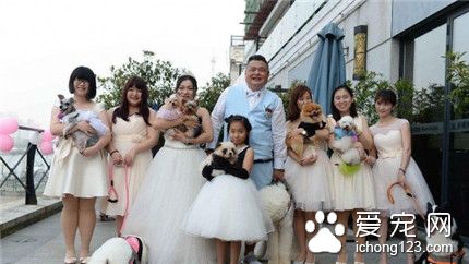 上海爱狗人士办宠物主题婚礼 新娘牵狗狗走红毯