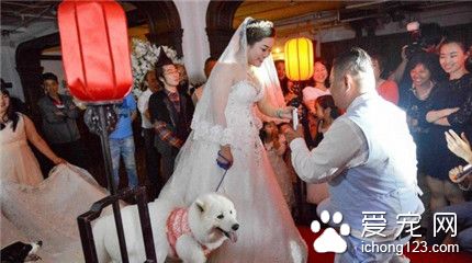 上海爱狗人士办宠物主题婚礼 新娘牵狗狗走红毯