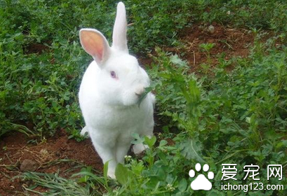 兔子的魏氏梭菌病怎么治 加强消毒和管理