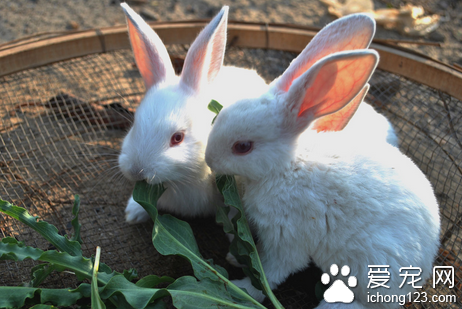 兔子的坏死杆菌病怎么治 消毒笼舍和用具